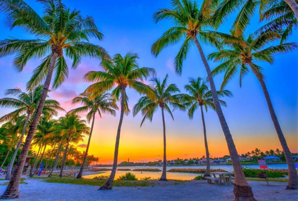 Palm trees at sunset combined with code, representing LuceDev's expertise in technology and local South Florida presence.